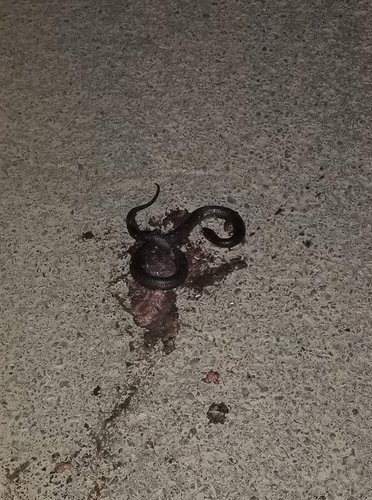 Western Black Desert Cobra