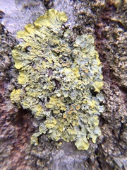 Xanthoria parietina