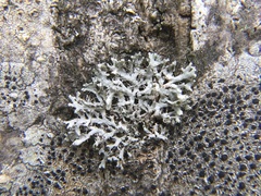 Physcia adscendens