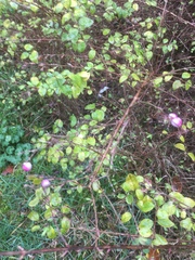 Symphoricarpos × chenaultii
