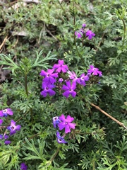 Glandularia aristigera