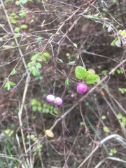 Symphoricarpos × chenaultii