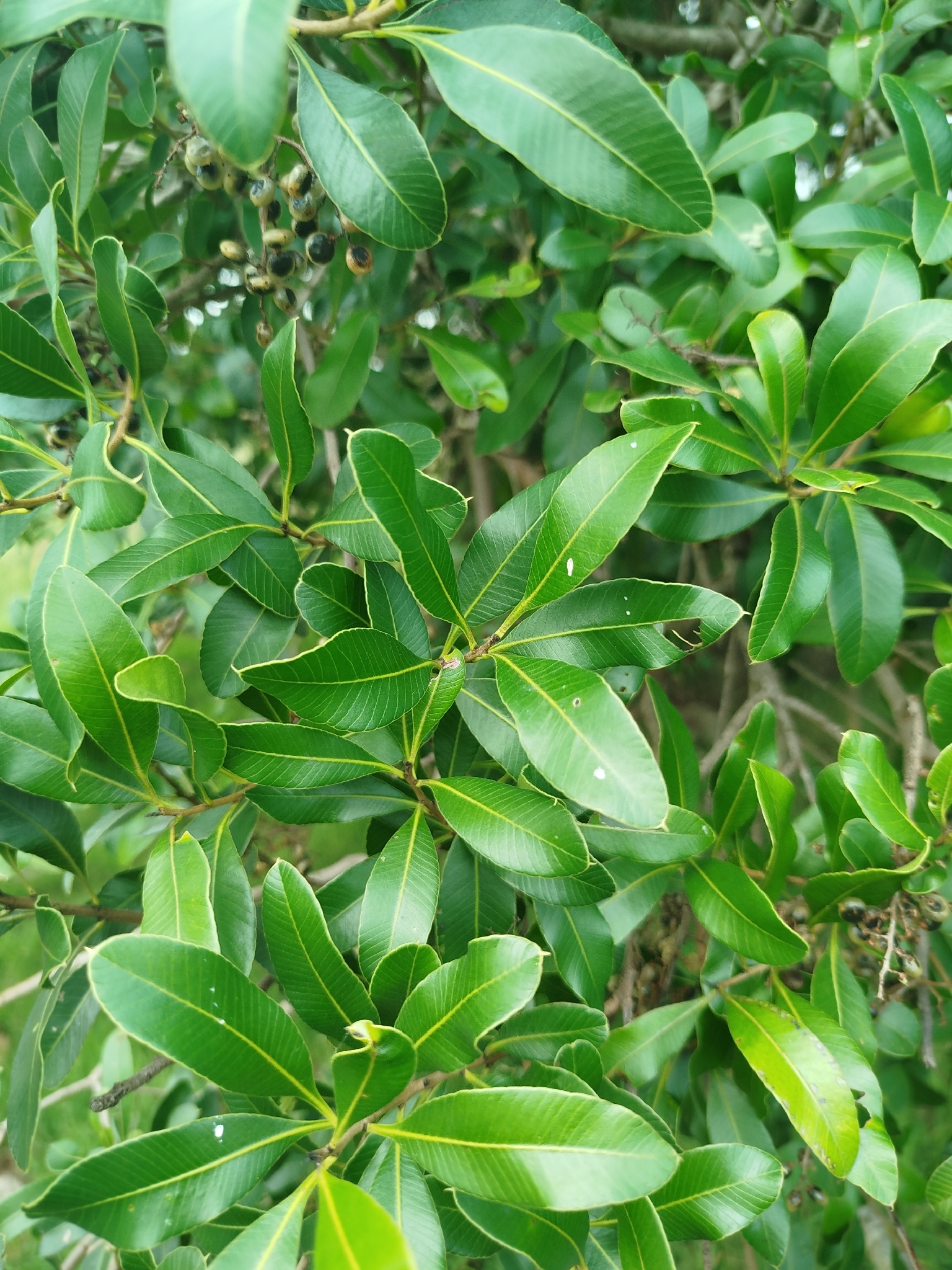 Aruera (Lithraea brasiliensis)