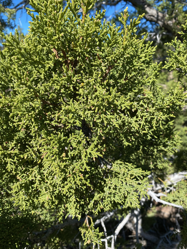 One-seed Juniper (Juniperus monosperma)