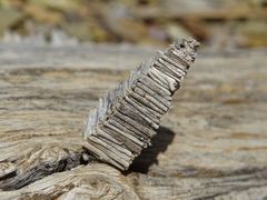 Amicta quadrangularis