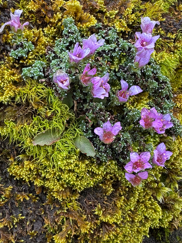 Purple Saxifrage (Saxifraga oppositifolia)