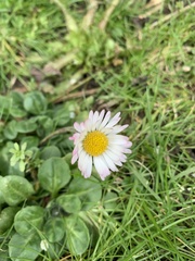 Bellis perennis