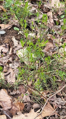 shining bedstraw (Galium concinnum)