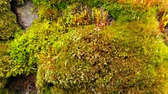 Ceratodon