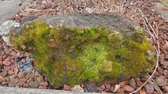 Ceratodon