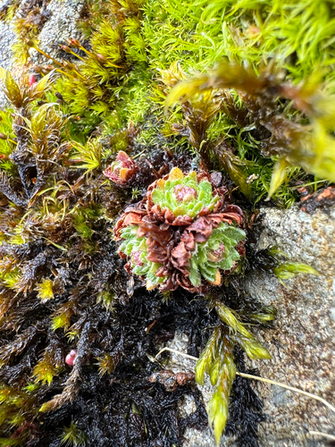 tufted saxifrage (Saxifraga cespitosa)