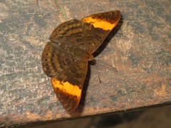 Emesis adelpha