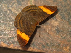 Emesis adelpha