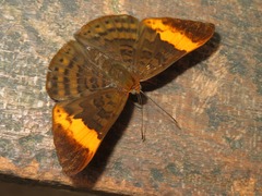 Emesis adelpha