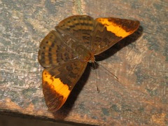 Emesis adelpha
