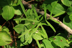 Ostericum maximowiczii
