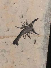 Androctonus crassicauda