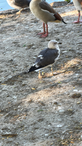 iNaturalist: (c) obbycar, some rights reserved (CC BY-NC), uploaded by obbycar iNaturalist image