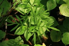 Ostericum maximowiczii