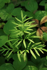Ostericum maximowiczii