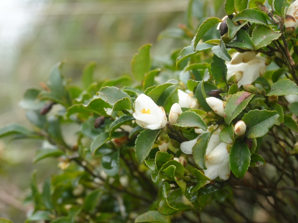 Camellia trichoclada