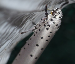 Yponomeuta fumigatus
