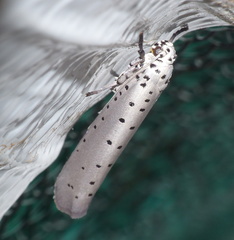 Yponomeuta fumigatus