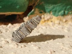 Amicta quadrangularis