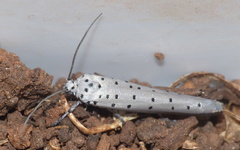 Yponomeuta fumigatus