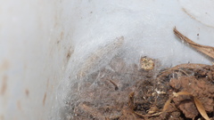 Yponomeuta fumigatus