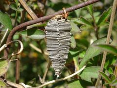 Amicta quadrangularis