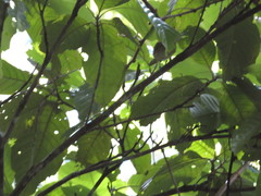 Thamnophilus murinus