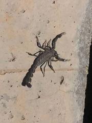 Androctonus crassicauda