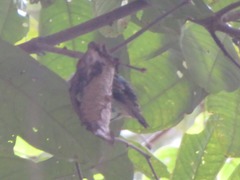 Thamnophilus murinus