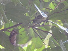 Thamnophilus murinus