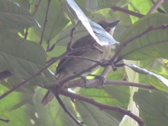 Thamnophilus murinus