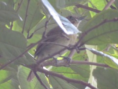 Thamnophilus murinus