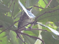 Thamnophilus murinus