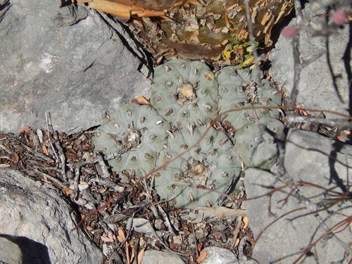 Peyote