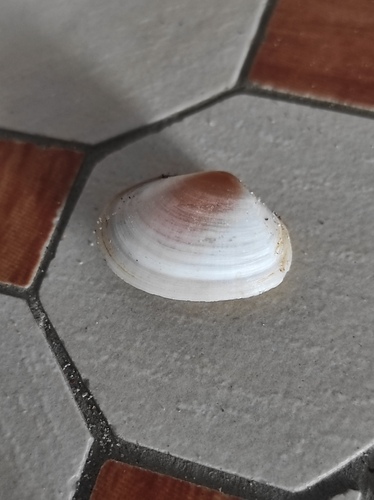 Macomopsis cumana observed 2026-04-04