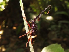 Trachyderes succinctus