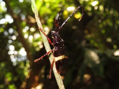 Trachyderes succinctus