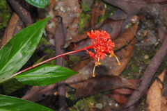 Globba atrosanguinea