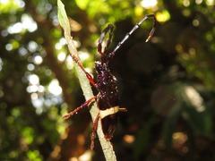 Trachyderes succinctus