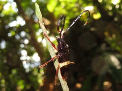 Trachyderes succinctus