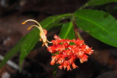 Globba atrosanguinea