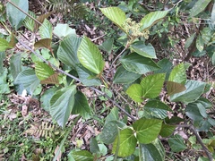 Viburnum japonicum