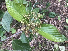 Viburnum japonicum
