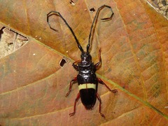 Trachyderes succinctus