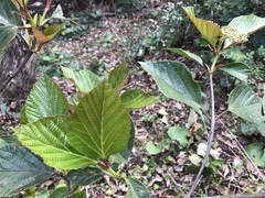 Viburnum japonicum